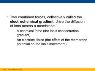 • Two combined forces, collectively called the
electrochemical gradient, drive the diffusion
of ions across a membrane
– A chemical force (the ion’s concentration
gradient)
– An electrical force (the effect of the membrane
potential on the ion’s movement)
© 2011 Pearson Education, Inc.
 