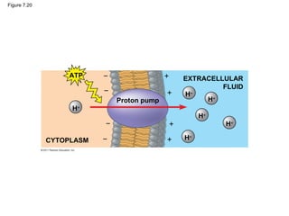 Figure 7.20
CYTOPLASM
ATP EXTRACELLULAR
FLUID
Proton pump
H+
H+
H+
H+
H+
H+
−
−
−
−
+
+
+
+
 