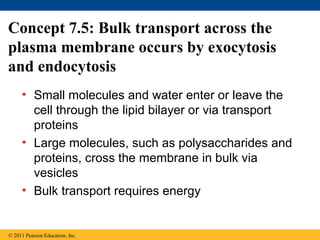 Concept 7.5: Bulk transport across the
plasma membrane occurs by exocytosis
and endocytosis
• Small molecules and water enter or leave the
cell through the lipid bilayer or via transport
proteins
• Large molecules, such as polysaccharides and
proteins, cross the membrane in bulk via
vesicles
• Bulk transport requires energy
© 2011 Pearson Education, Inc.
 