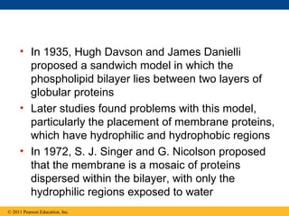 © 2011 Pearson Education, Inc.
• In 1935, Hugh Davson and James Danielli
proposed a sandwich model in which the
phospholipid bilayer lies between two layers of
globular proteins
• Later studies found problems with this model,
particularly the placement of membrane proteins,
which have hydrophilic and hydrophobic regions
• In 1972, S. J. Singer and G. Nicolson proposed
that the membrane is a mosaic of proteins
dispersed within the bilayer, with only the
hydrophilic regions exposed to water
 