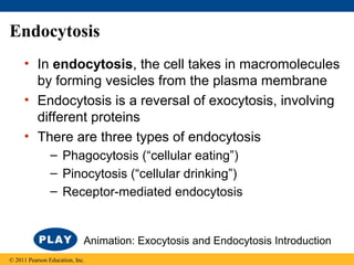 Endocytosis
• In endocytosis, the cell takes in macromolecules
by forming vesicles from the plasma membrane
• Endocytosis is a reversal of exocytosis, involving
different proteins
• There are three types of endocytosis
– Phagocytosis (“cellular eating”)
– Pinocytosis (“cellular drinking”)
– Receptor-mediated endocytosis
© 2011 Pearson Education, Inc.
Animation: Exocytosis and Endocytosis Introduction
 