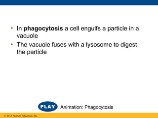 • In phagocytosis a cell engulfs a particle in a
vacuole
• The vacuole fuses with a lysosome to digest
the particle
© 2011 Pearson Education, Inc.
Animation: Phagocytosis
 