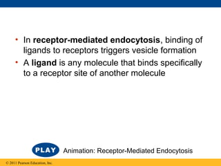 • In receptor-mediated endocytosis, binding of
ligands to receptors triggers vesicle formation
• A ligand is any molecule that binds specifically
to a receptor site of another molecule
© 2011 Pearson Education, Inc.
Animation: Receptor-Mediated Endocytosis
 