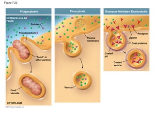 Figure 7.22
Solutes
Pseudopodium
“Food” or
other particle
Food
vacuole
CYTOPLASM
Plasma
membrane
Vesicle
Receptor
Ligand
Coat proteins
Coated
pit
Coated
vesicle
EXTRACELLULAR
FLUID
Phagocytosis Pinocytosis Receptor-Mediated Endocytosis
 