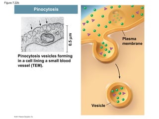 Figure 7.22b
Pinocytosis vesicles forming
in a cell lining a small blood
vessel (TEM).
Plasma
membrane
Vesicle
0.5µm
Pinocytosis
 