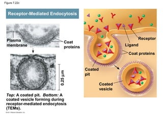 Figure 7.22c
Top: A coated pit. Bottom: A
coated vesicle forming during
receptor-mediated endocytosis
(TEMs).
Receptor
0.25µm
Receptor-Mediated Endocytosis
Ligand
Coat proteins
Coated
pit
Coated
vesicle
Coat
proteins
Plasma
membrane
 