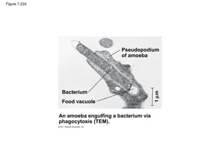 Figure 7.22d
Bacterium
Food vacuole
Pseudopodium
of amoeba
An amoeba engulfing a bacterium via
phagocytosis (TEM).
1µm
 