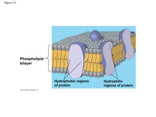 Figure 7.3
Phospholipid
bilayer
Hydrophobic regions
of protein
Hydrophilic
regions of protein
 