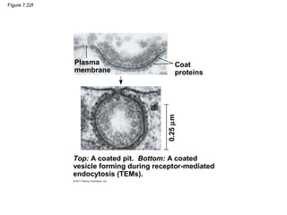 Figure 7.22f
Top: A coated pit. Bottom: A coated
vesicle forming during receptor-mediated
endocytosis (TEMs).
Plasma
membrane
Coat
proteins
0.25µm
 