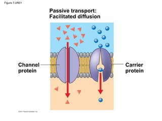 Figure 7.UN01
Passive transport:
Facilitated diffusion
Channel
protein
Carrier
protein
 