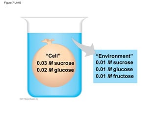 Figure 7.UN03
0.03 M sucrose
0.02 M glucose
“Cell” “Environment”
0.01 M sucrose
0.01 M glucose
0.01 M fructose
 