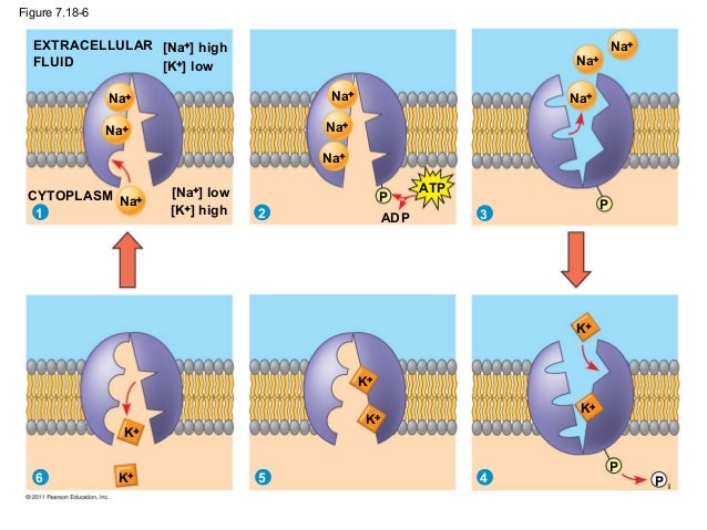 Which Of The Following Is Not True Of Membrane Proteins