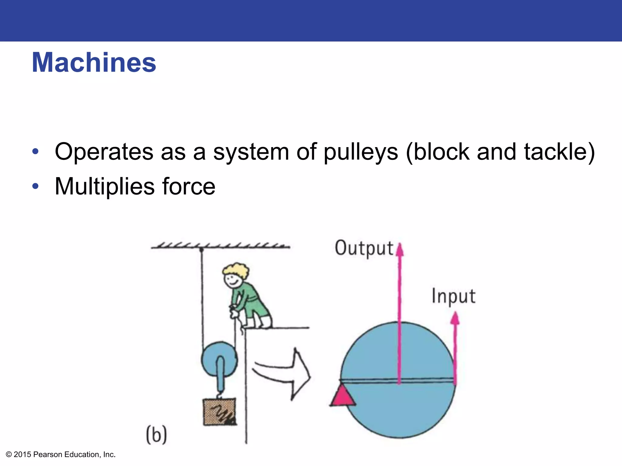 Machines
• Operates as a system of pulleys (block and tackle)
• Multiplies force
© 2015 Pearson Education, Inc.
 