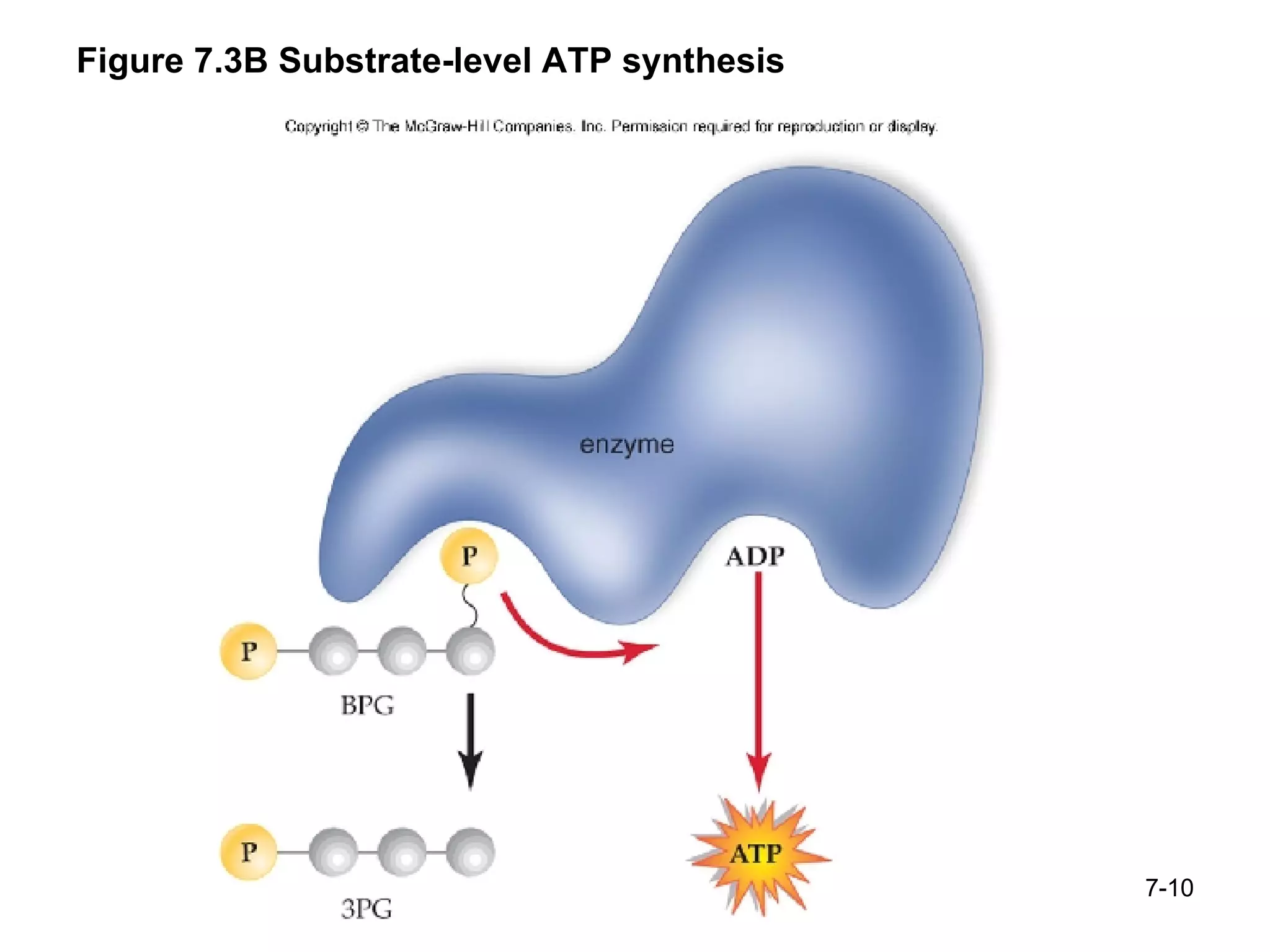 Figure 7.3B Substrate-level ATP synthesis 7- 