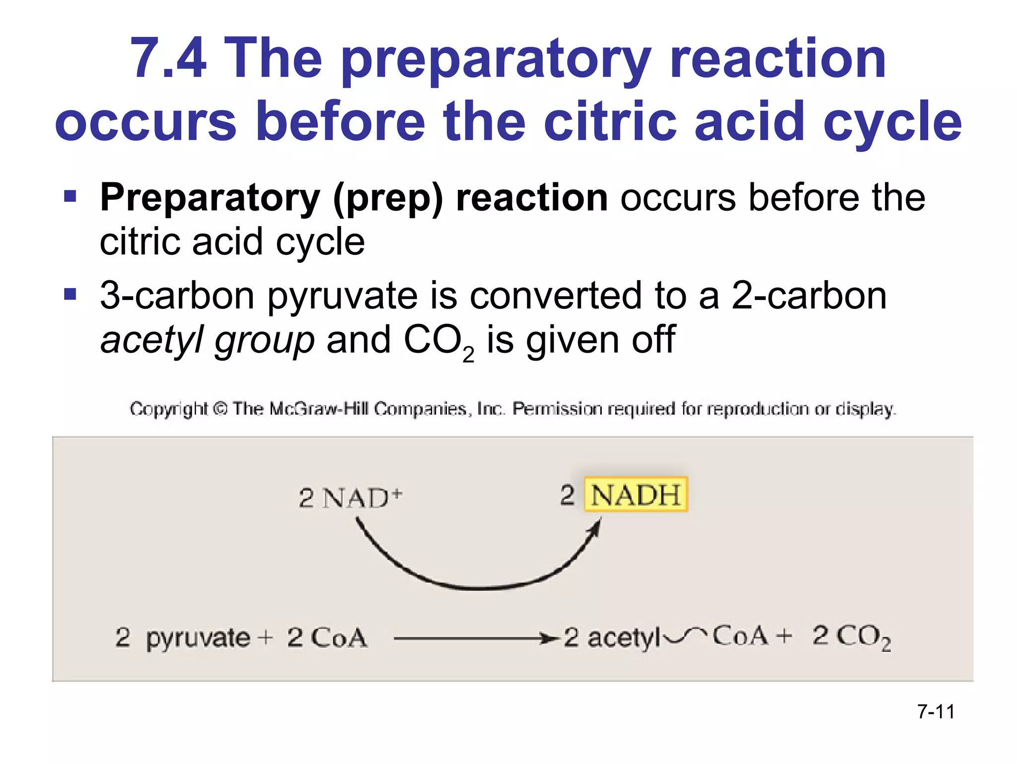 7.4 The preparatory reaction occurs before the citric acid cycle Preparatory (prep) reaction  occurs before the citric acid cycle  3-carbon pyruvate is converted to a 2-carbon  acetyl group  and CO 2  is given off 7- 