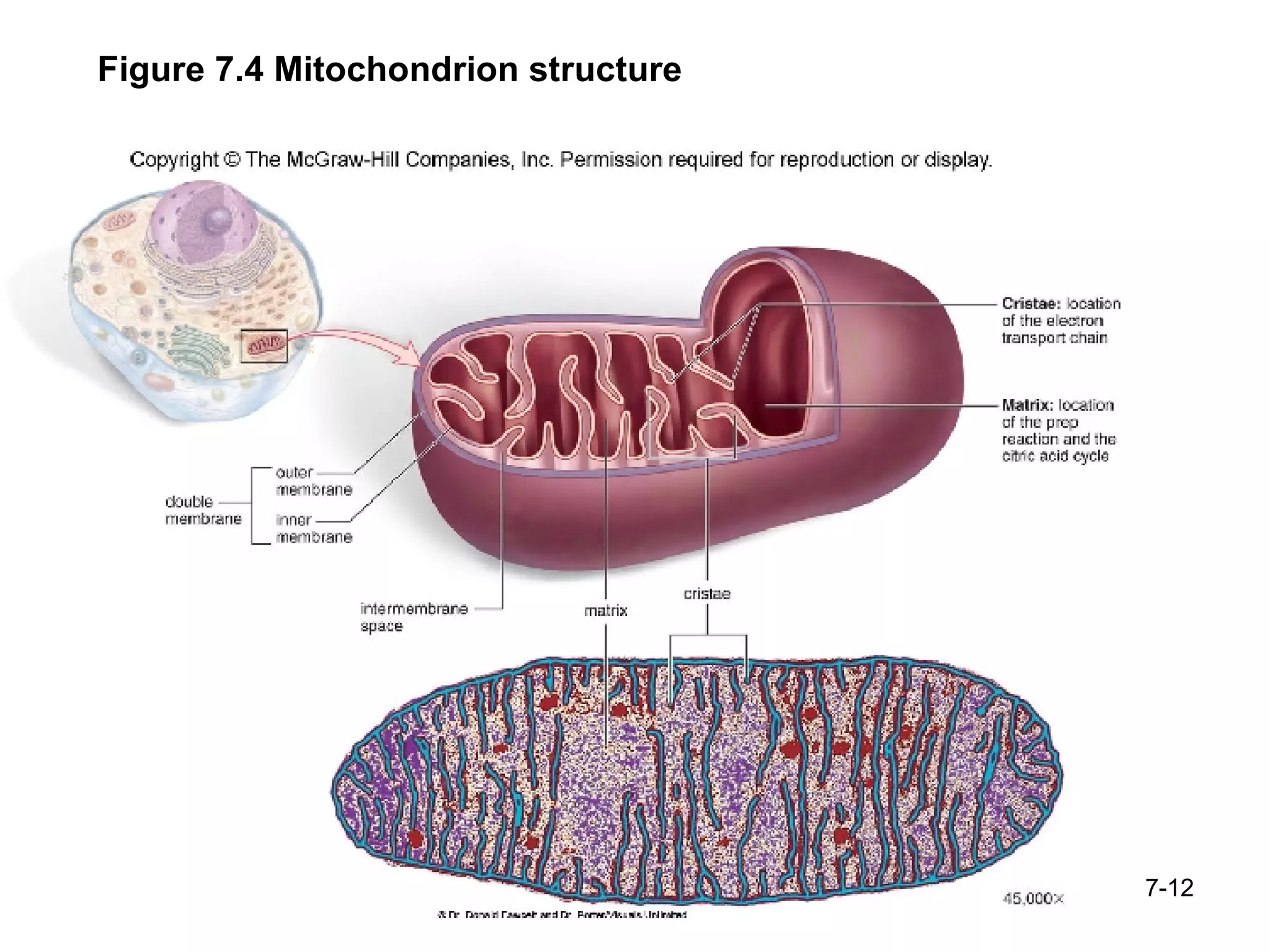 7- Figure 7.4 Mitochondrion structure 