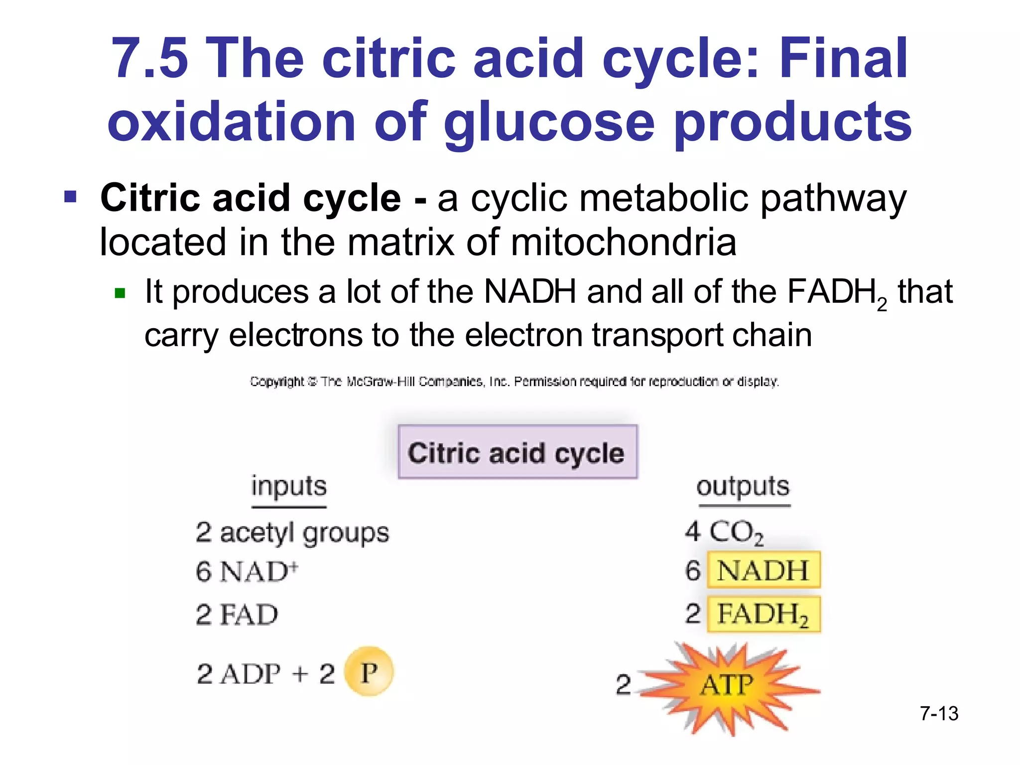 7.5 The citric acid cycle: Final oxidation of glucose products Citric acid cycle -  a cyclic metabolic pathway located in the matrix of mitochondria  It produces a lot of the NADH and all of the FADH 2  that carry electrons to the electron transport chain 7- 
