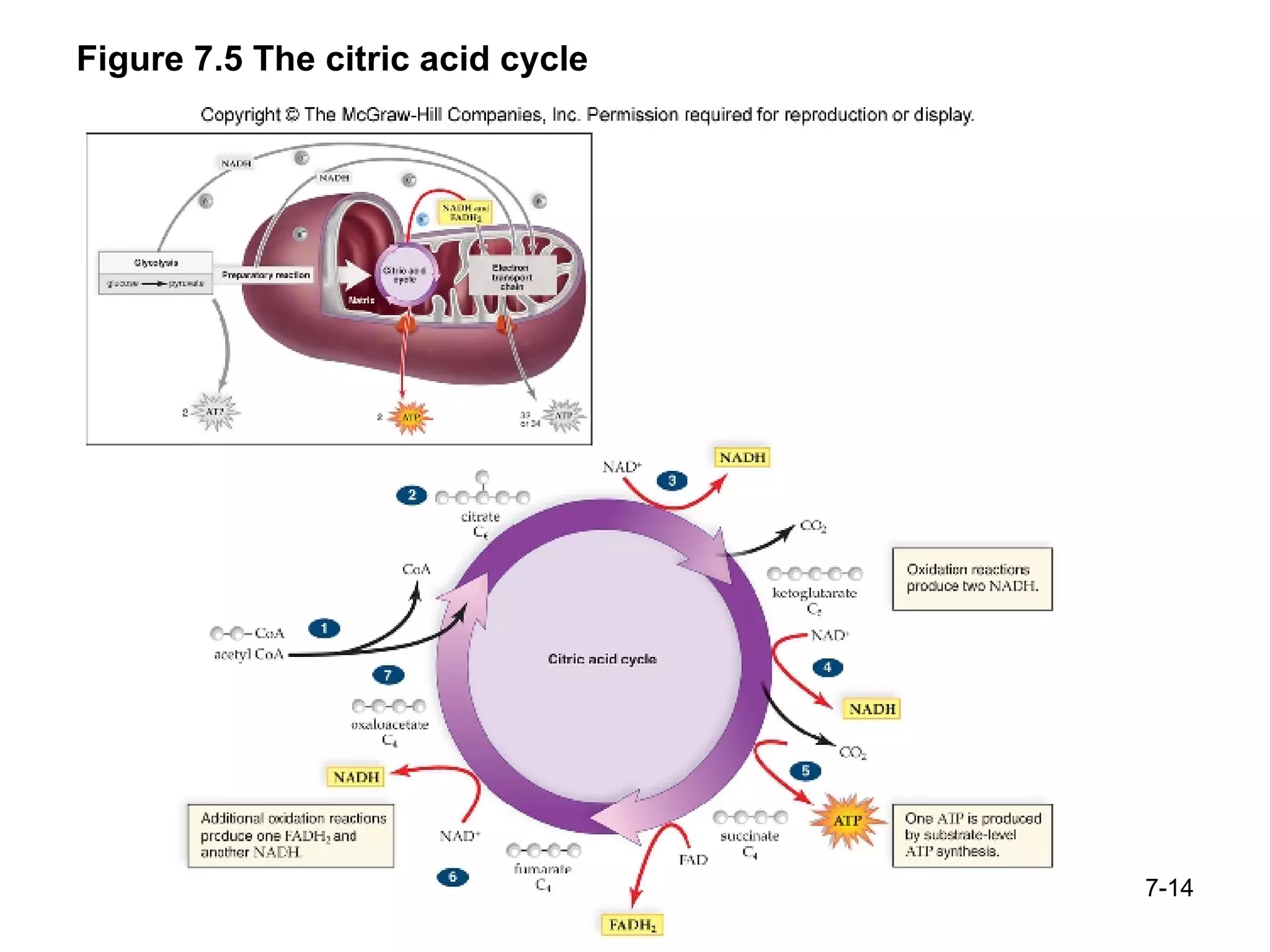 Figure 7.5 The citric acid cycle 7- 