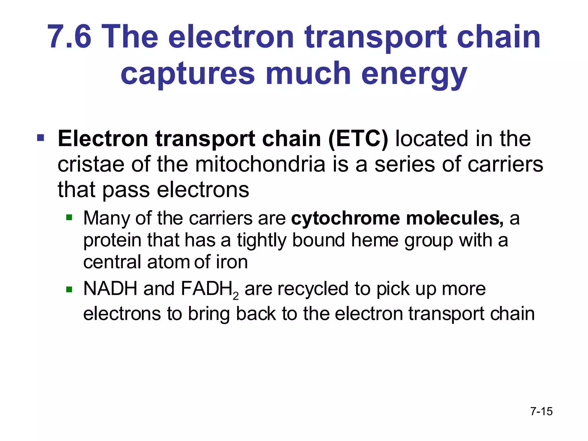 7.6 The electron transport chain captures much energy Electron transport chain (ETC)  located in the cristae of the mitochondria is a series of carriers that pass electrons  Many of the carriers are  cytochrome molecules,  a protein that has a tightly bound heme group with a central atom of iron NADH and FADH 2  are recycled to pick up more electrons to bring back to the electron transport chain 7- 