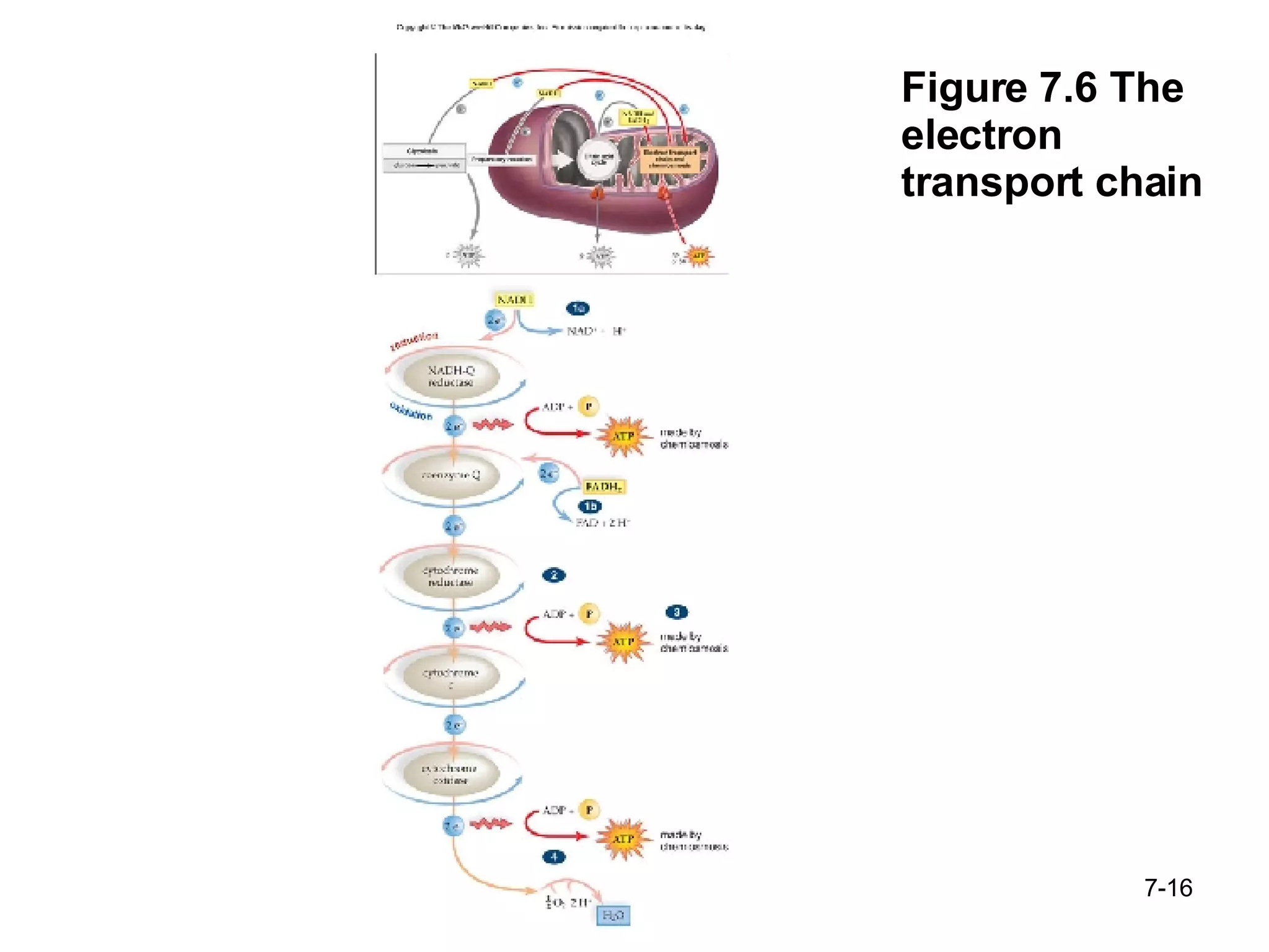 Figure 7.6 The electron transport chain 7- 