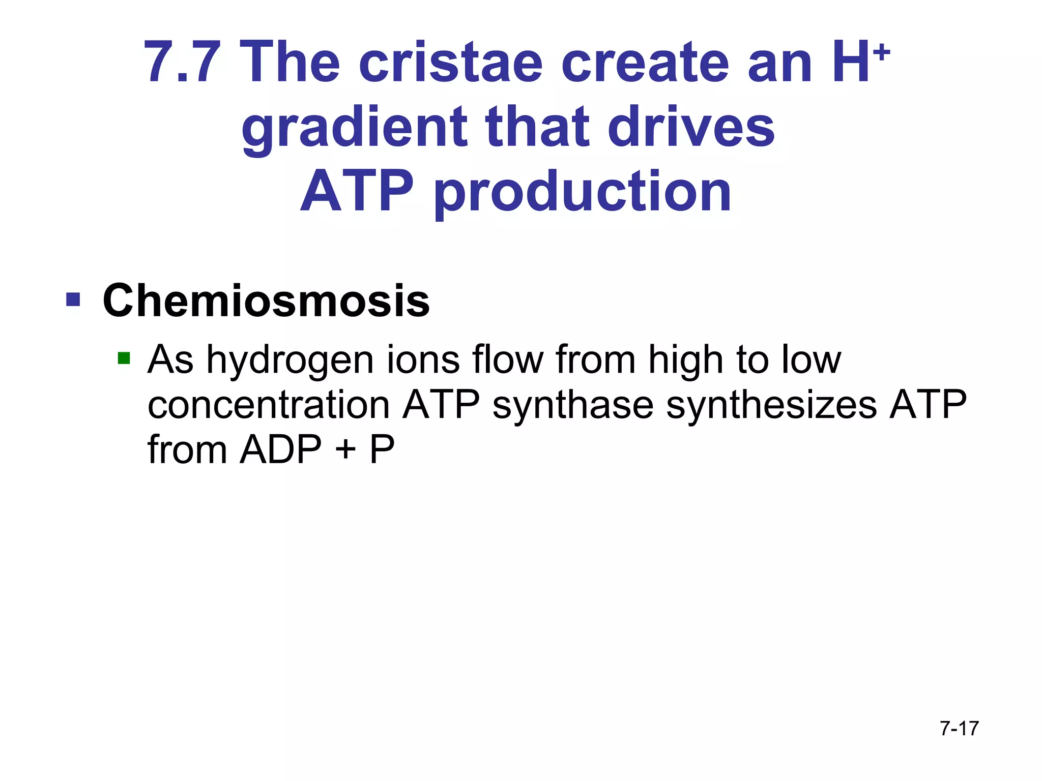 7.7 The cristae create an H +  gradient that drives  ATP production Chemiosmosis As hydrogen ions flow from high to low concentration ATP synthase synthesizes ATP from ADP + P 7- 