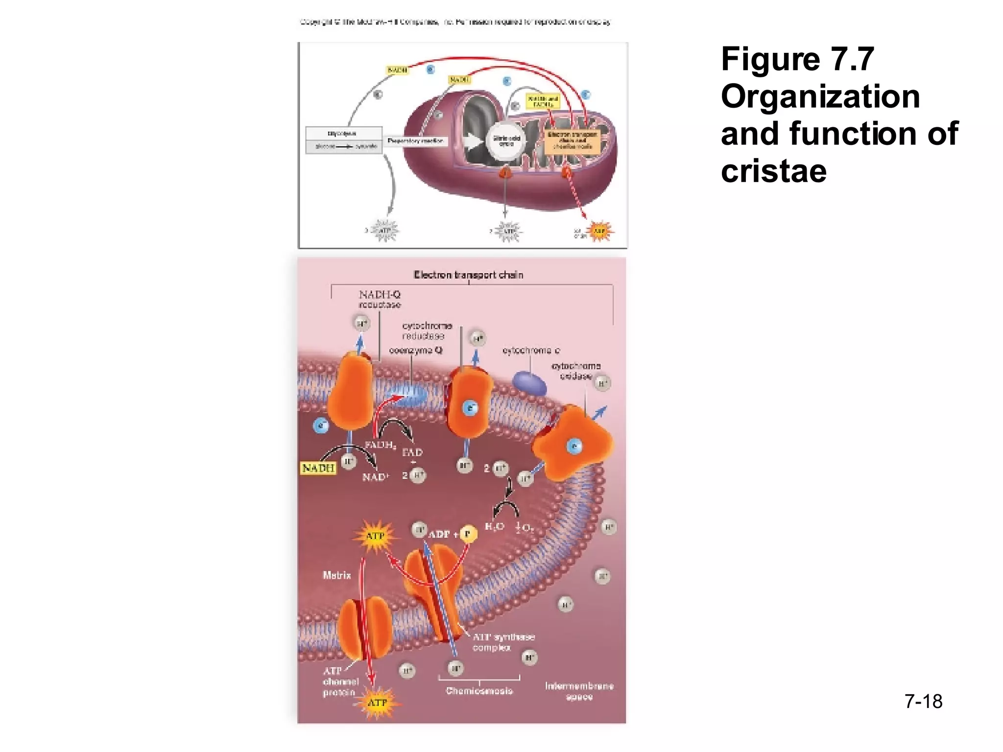 Figure 7.7 Organization and function of cristae 7- 