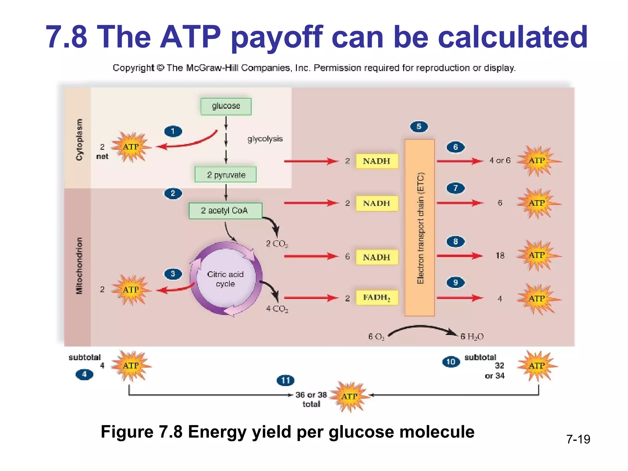 7.8 The ATP payoff can be calculated Figure 7.8 Energy yield per glucose molecule 7- 