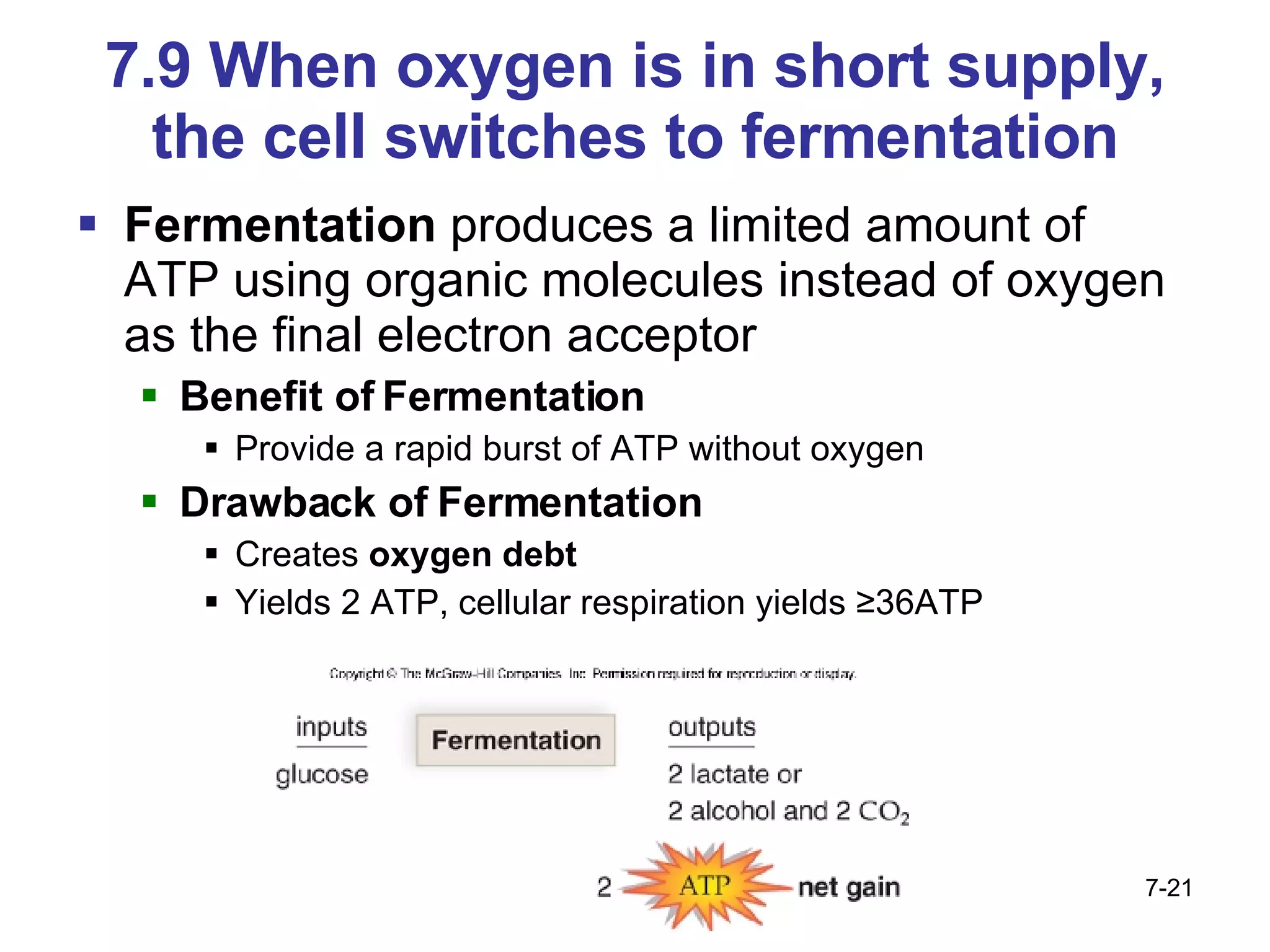 7.9 When oxygen is in short supply, the cell switches to fermentation Fermentation  produces a limited amount of ATP using organic molecules instead of oxygen as the final electron acceptor Benefit of Fermentation Provide a rapid burst of ATP without oxygen Drawback of Fermentation Creates  oxygen debt Yields 2 ATP, cellular respiration yields ≥36ATP 7- 