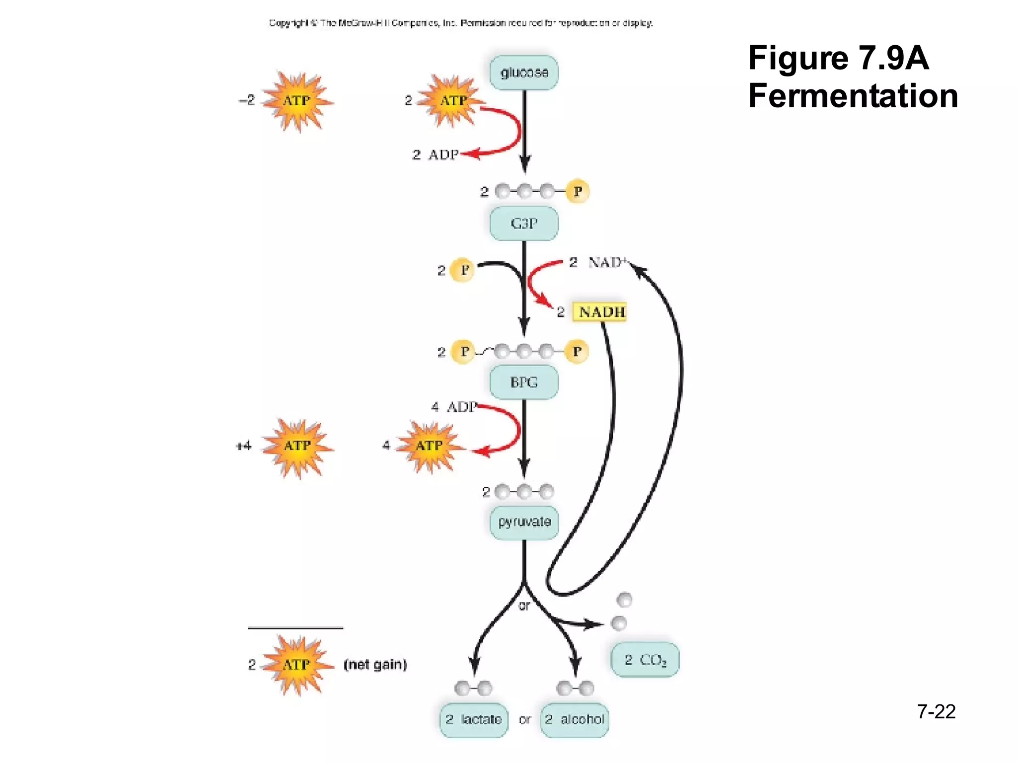 Figure 7.9A Fermentation 7- 