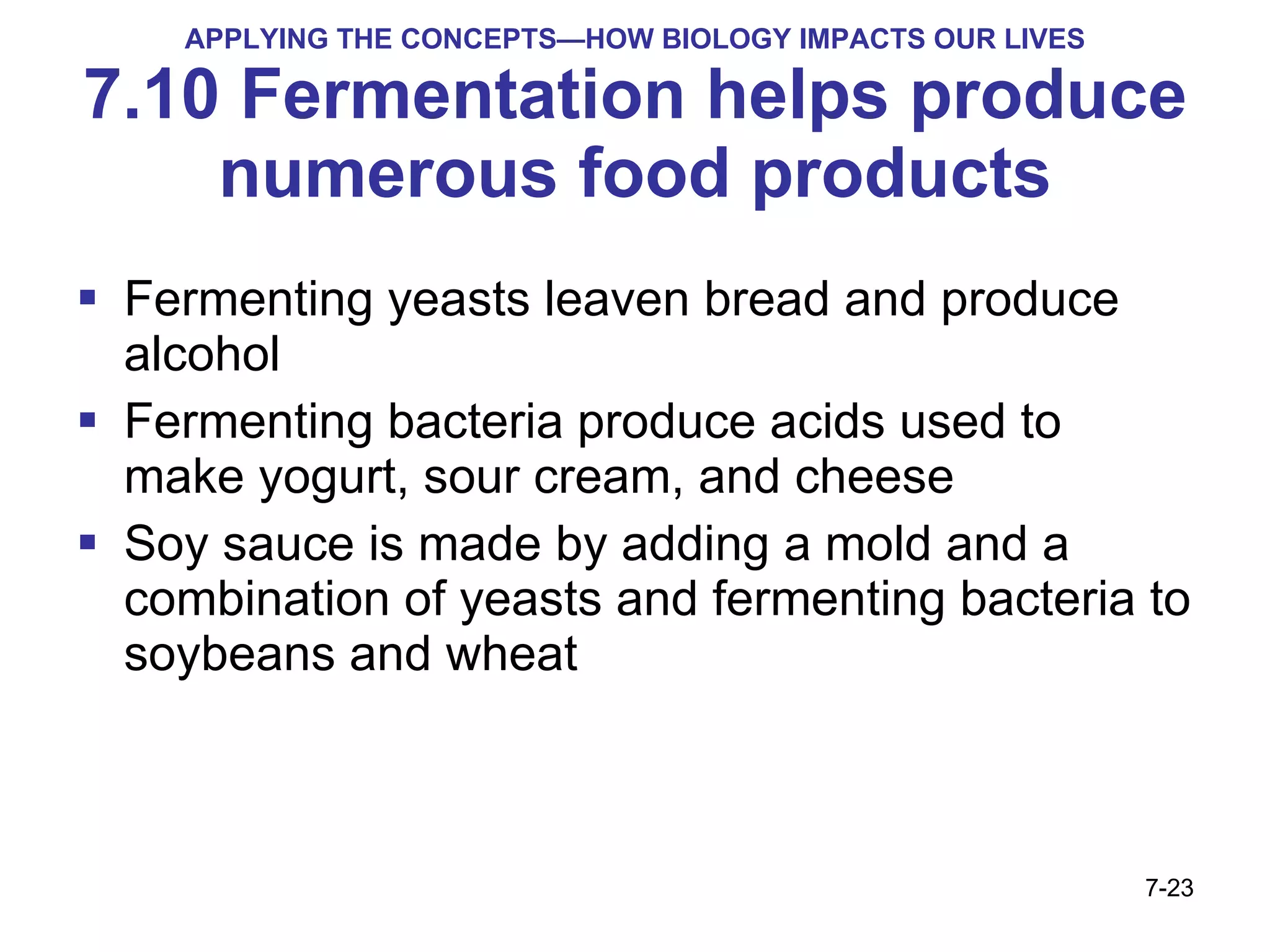 APPLYING THE CONCEPTS—HOW BIOLOGY IMPACTS OUR LIVES 7.10 Fermentation helps produce numerous food products Fermenting yeasts leaven bread and produce alcohol Fermenting bacteria produce acids   used to make yogurt, sour cream, and cheese Soy sauce is made by adding a mold and a combination of yeasts and fermenting bacteria to soybeans and wheat 7- 