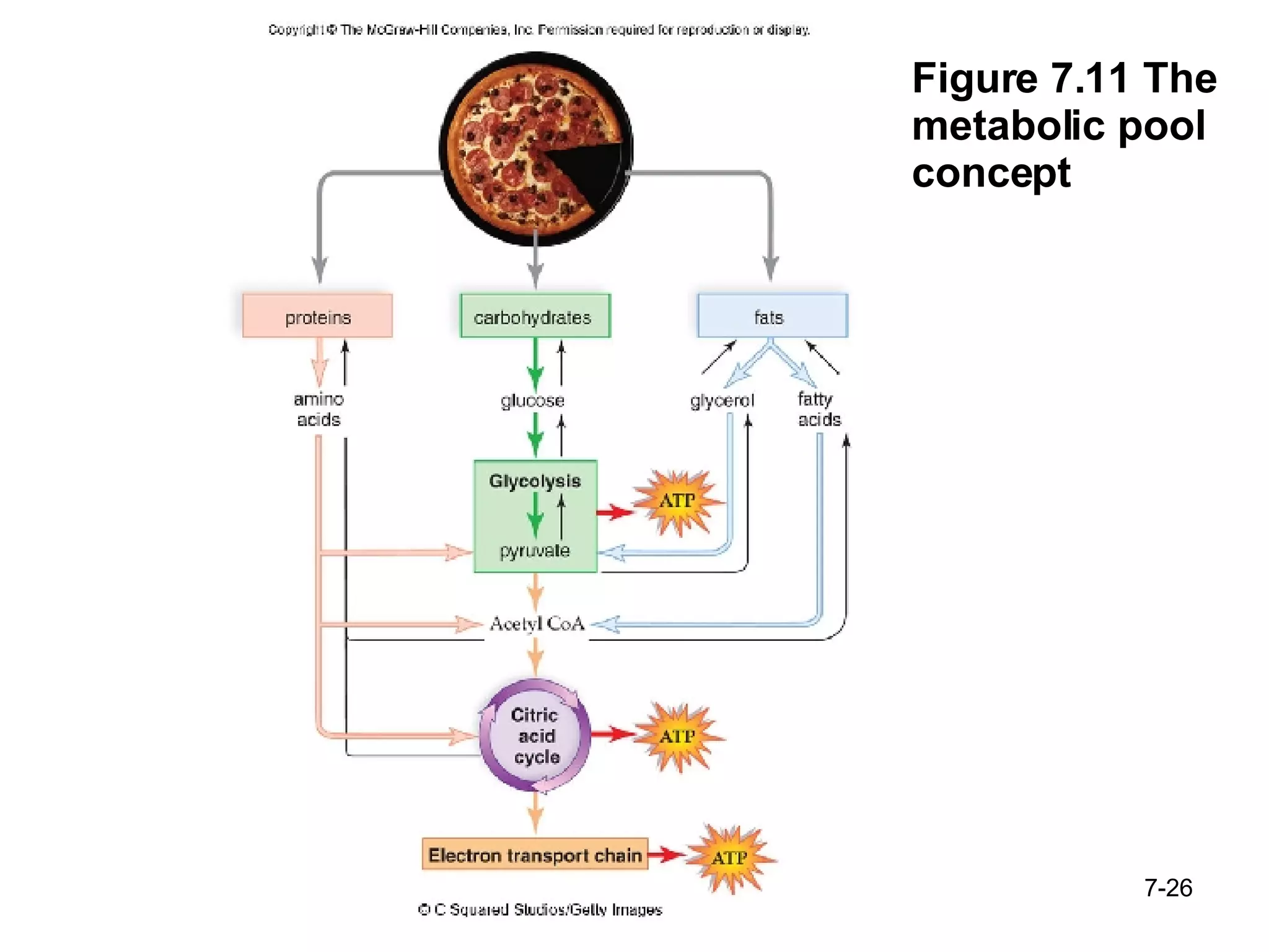 Figure 7.11 The metabolic pool concept 7- 