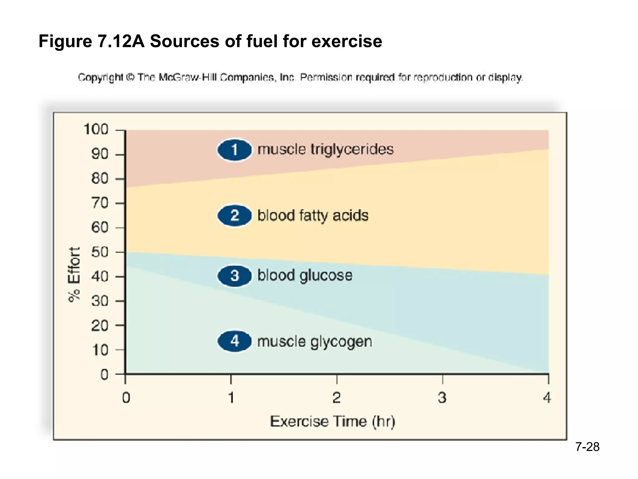Figure 7.12A Sources of fuel for exercise 7- 