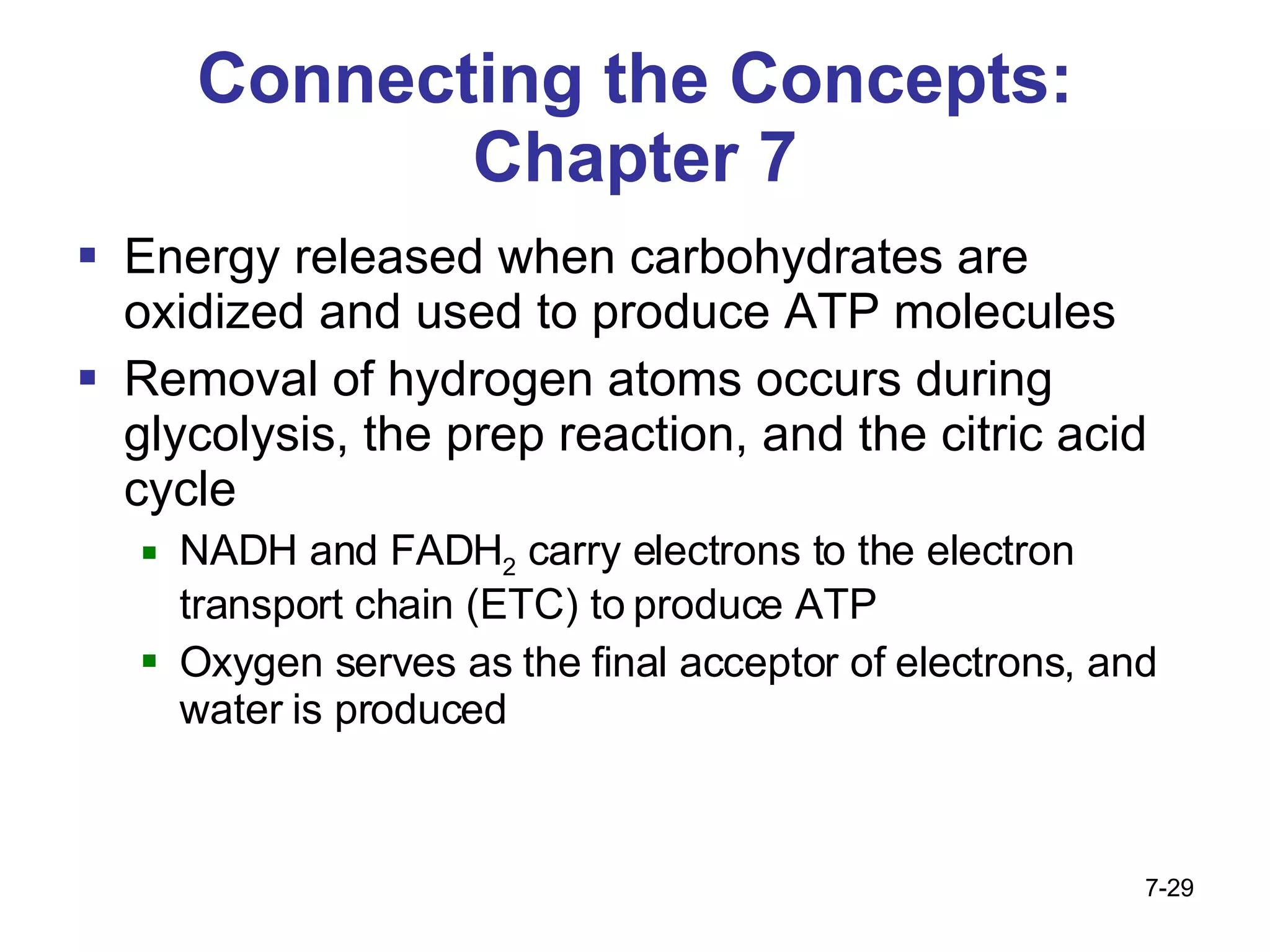 Connecting the Concepts: Chapter 7 Energy released when carbohydrates are oxidized and used to produce ATP molecules Removal of hydrogen atoms occurs during glycolysis, the prep reaction, and the citric acid cycle  NADH and FADH 2  carry electrons to the electron transport chain (ETC) to produce ATP Oxygen serves as the final acceptor of electrons, and water is produced  7- 