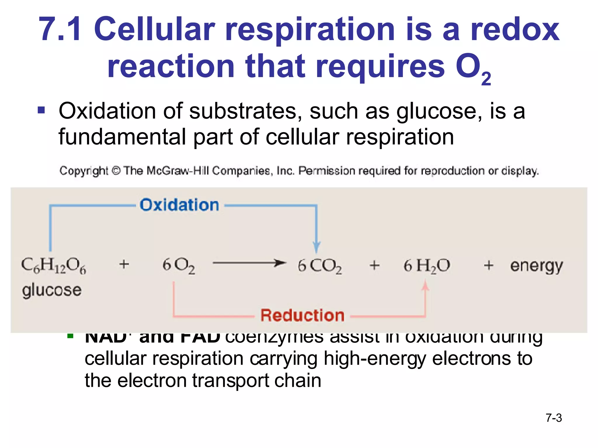 7.1 Cellular respiration is a redox reaction that requires O 2 Oxidation of substrates, such as glucose, is a fundamental part of cellular respiration NAD +   and FAD  coenzymes assist in oxidation during cellular respiration carrying high-energy electrons to the electron transport chain 7- 
