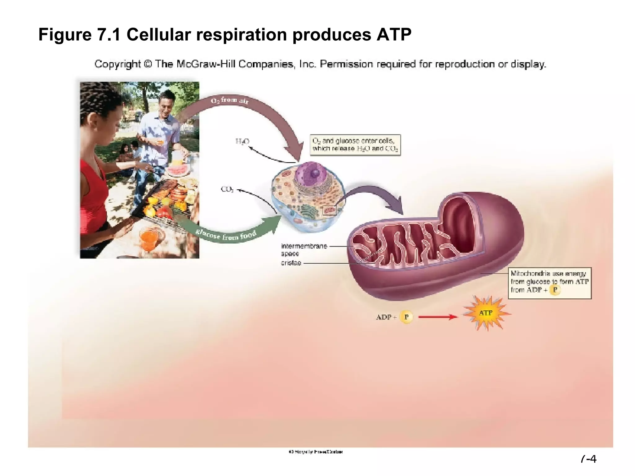 Figure 7.1 Cellular respiration produces ATP 7- 