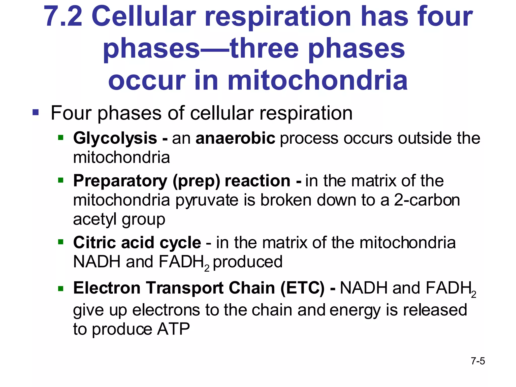7.2 Cellular respiration has four phases—three phases  occur in mitochondria Four phases of cellular respiration Glycolysis -  an  anaerobic  process occurs outside the mitochondria  Preparatory (prep) reaction -  in the matrix of the mitochondria pyruvate is broken down to a 2-carbon acetyl group Citric acid cycle  - in the matrix of the mitochondria NADH and FADH 2  produced Electron Transport Chain (ETC) -  NADH and FADH 2  give up electrons to the chain and energy is released to produce ATP 7- 