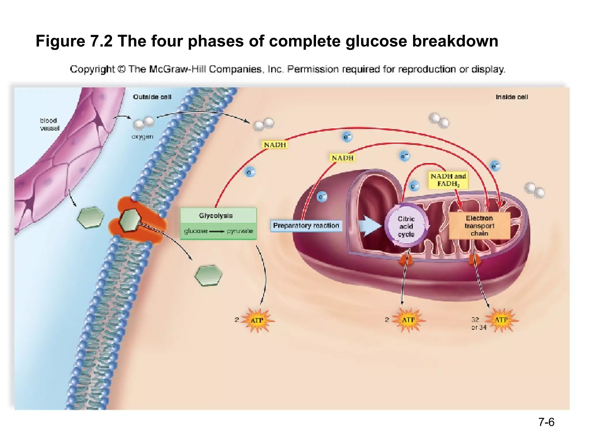 Figure 7.2 The four phases of complete glucose breakdown 7- 