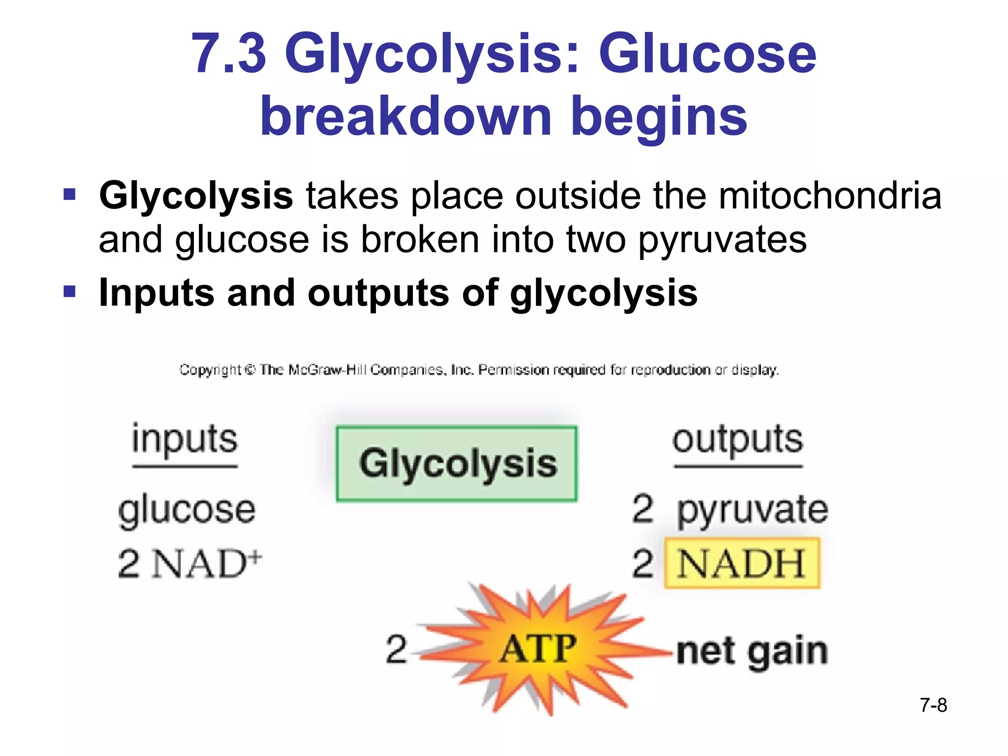 7.3 Glycolysis: Glucose breakdown begins Glycolysis  takes place outside the mitochondria and glucose is broken into two pyruvates Inputs and outputs of glycolysis 7- 