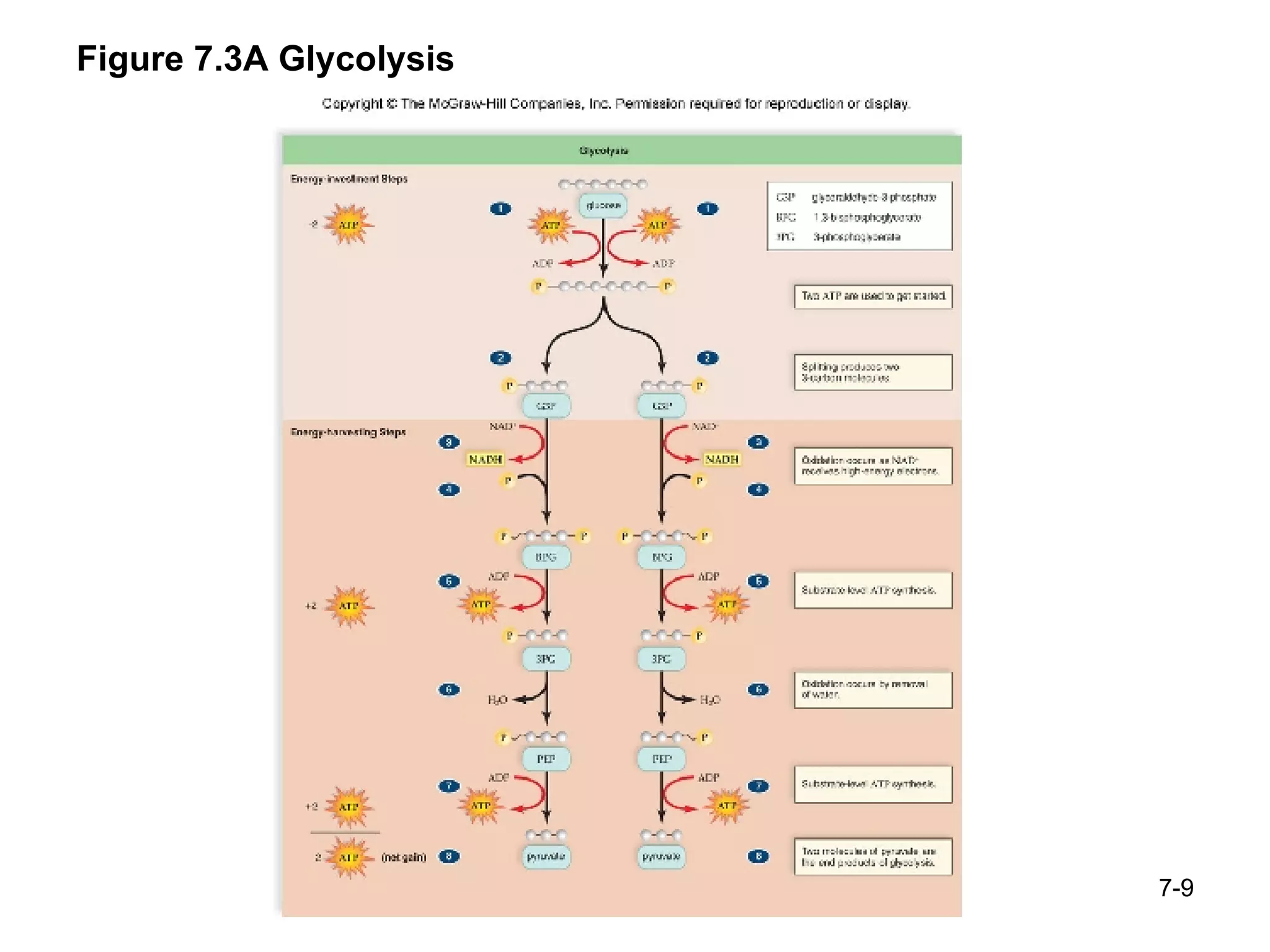 Figure 7.3A Glycolysis 7- 