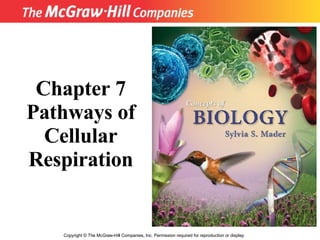 Copyright  ©  The McGraw-Hill Companies, Inc. Permission required for reproduction or display. Chapter 7 Pathways of Cellular Respiration 