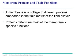 The Structure and Function of the Membrane | PPT