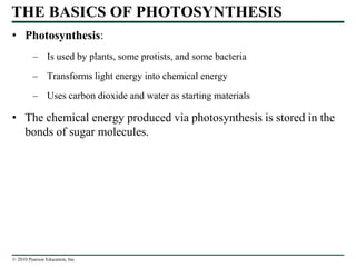 © 2010 Pearson Education, Inc.
THE BASICS OF PHOTOSYNTHESIS
• Photosynthesis:
– Is used by plants, some protists, and some bacteria
– Transforms light energy into chemical energy
– Uses carbon dioxide and water as starting materials
• The chemical energy produced via photosynthesis is stored in the
bonds of sugar molecules.
 
