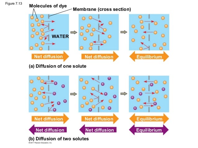 membrane structure and function