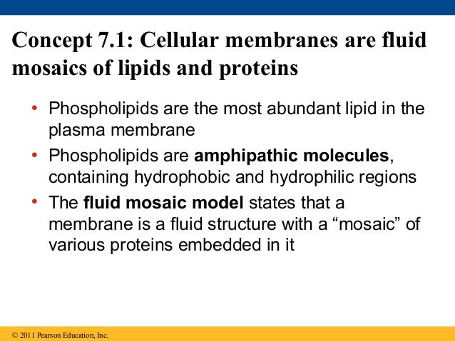 membrane structure and function