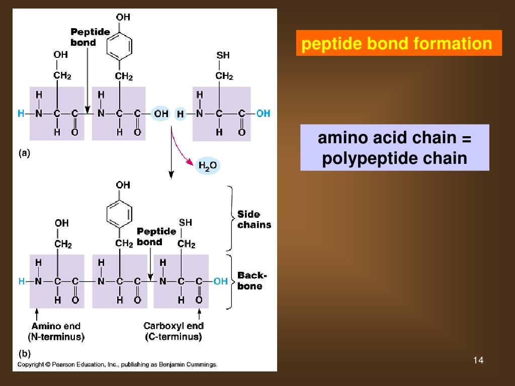 07 lipids and proteins and nucleic acids