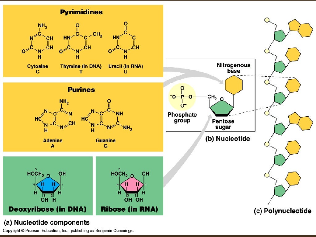 07 lipids and proteins and nucleic acids
