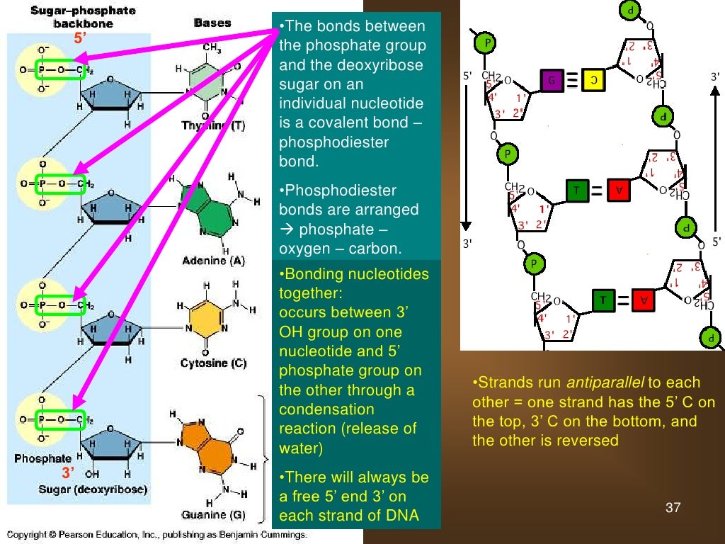 07 lipids and proteins and nucleic acids