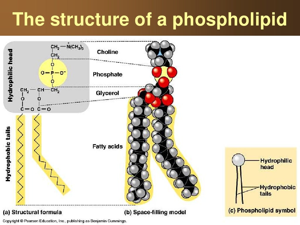 07 lipids and proteins and nucleic acids