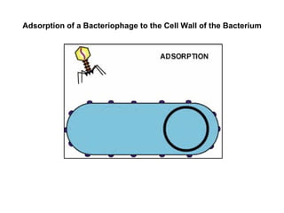 Adsorption of a Bacteriophage to the Cell Wall of the Bacterium 