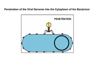 Penetration of the Viral Genome into the Cytoplasm of the Bacterium 